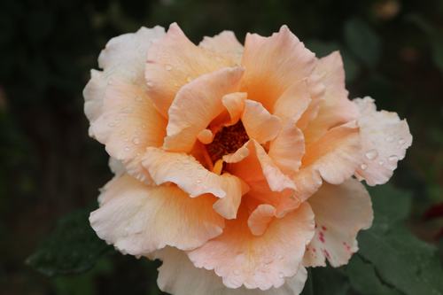 陜工網(wǎng)：國色天香