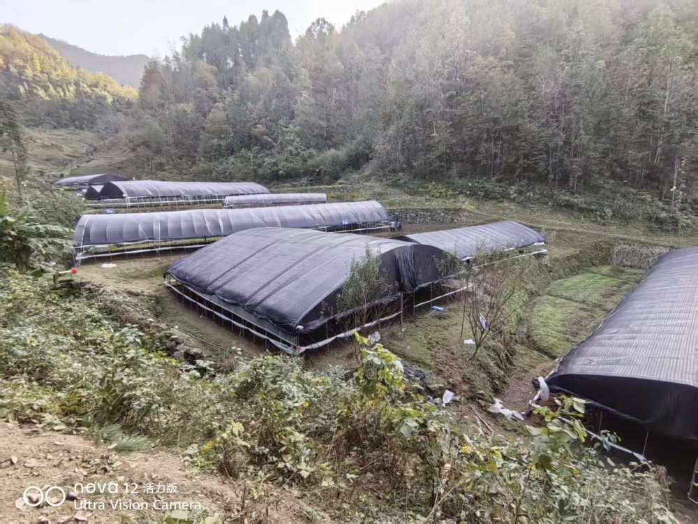 陜煤建設(shè)定點幫扶村：“菌”力量撐起“致富傘”